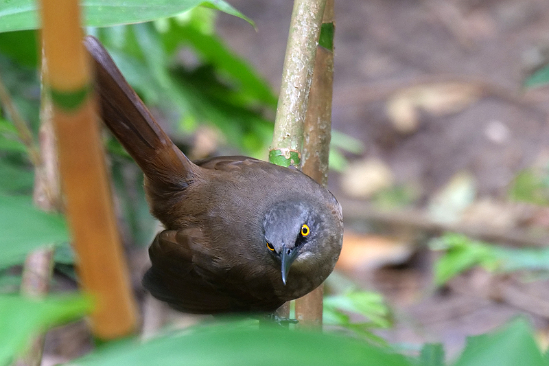 Zoo de Guadeloupe