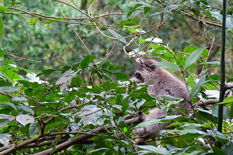 Zoo de Guadeloupe