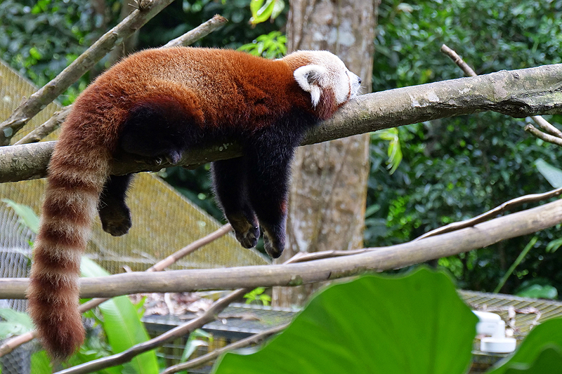 Zoo de Guadeloupe