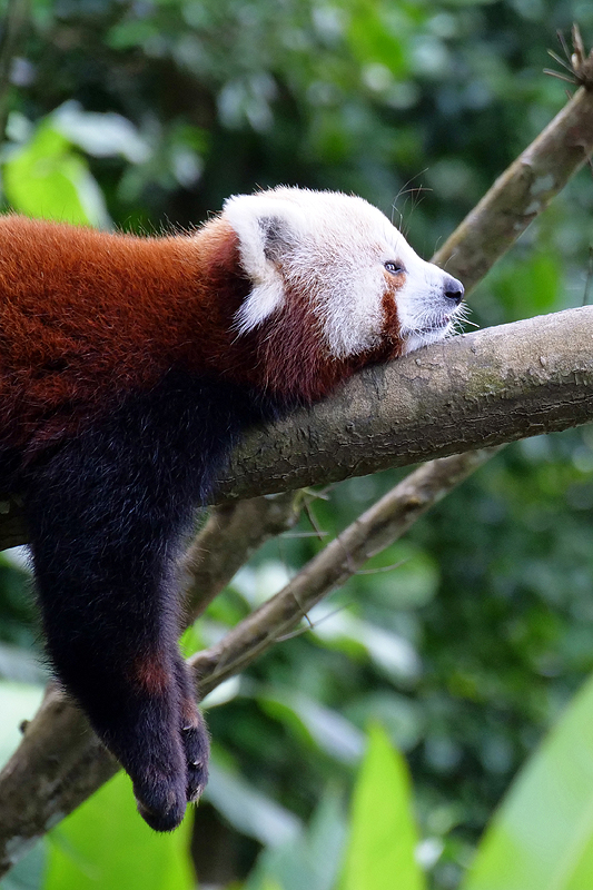 Zoo de Guadeloupe