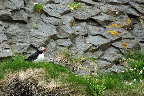 ISLANDE - L île d Heimaey - Vestmannaeyjar