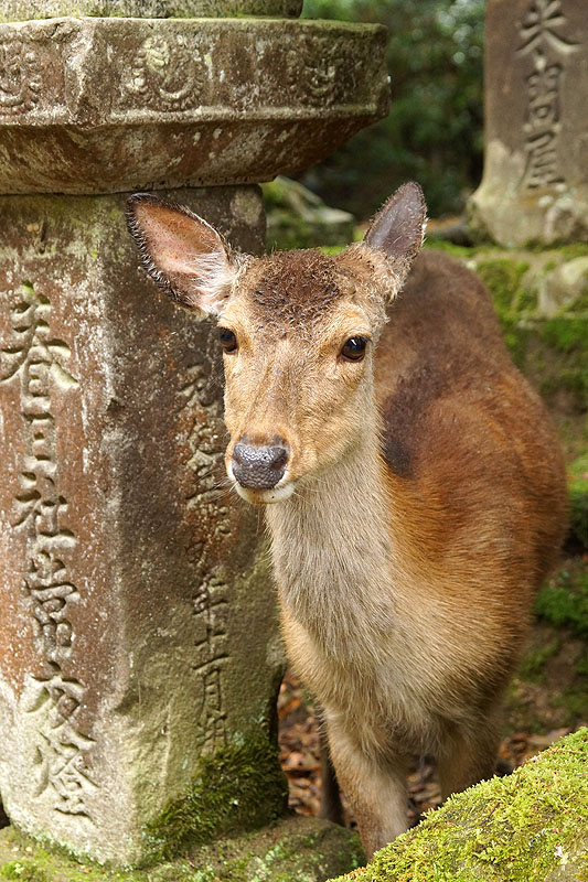 Nara