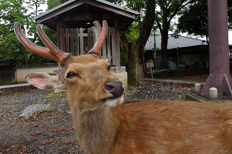 Nara