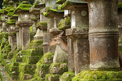 JAPON - Nara