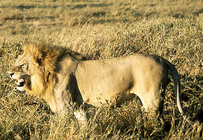 KENYA - Masai Mara