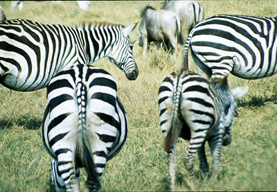 Amboseli