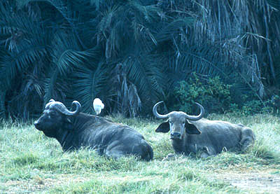 Amboseli