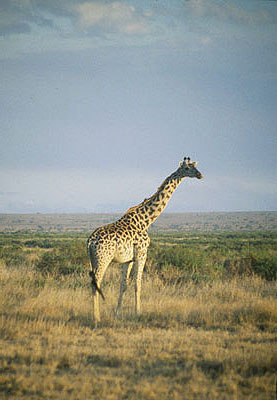 Amboseli