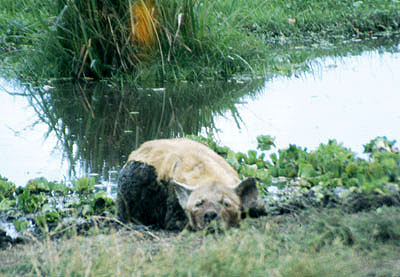 Amboseli