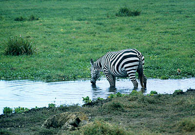 Amboseli