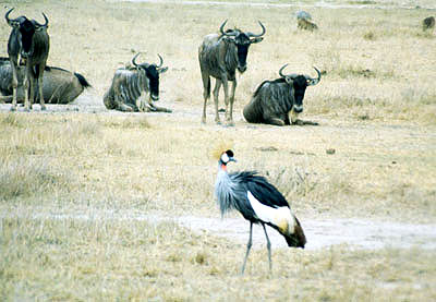 Amboseli