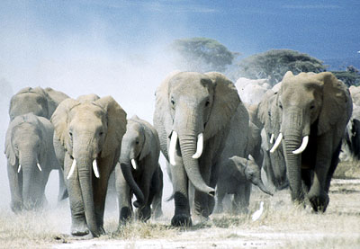 Amboseli