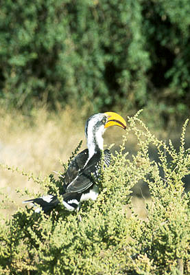 KENYA - Samburu