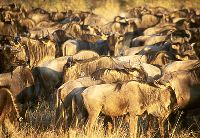 KENYA - Masai Mara