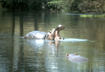 Tsavo Ouest