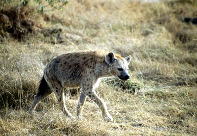 Amboseli