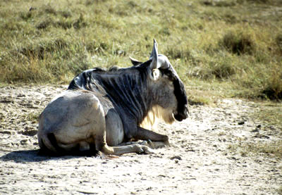 Amboseli