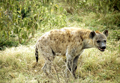 Amboseli