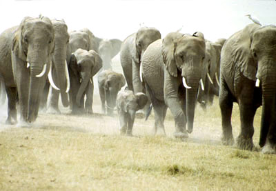 Amboseli