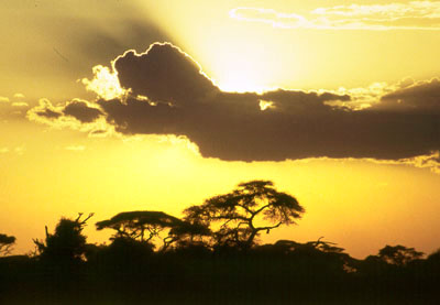 KENYA - Amboseli