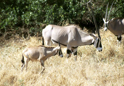 KENYA - Samburu