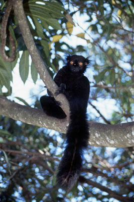 MADAGASCAR - Nosy Komba