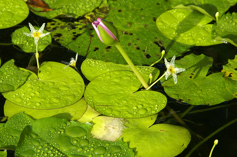 Jardins de Balata