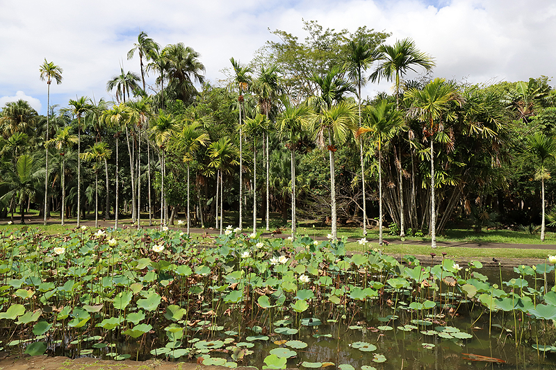 Ile Maurice