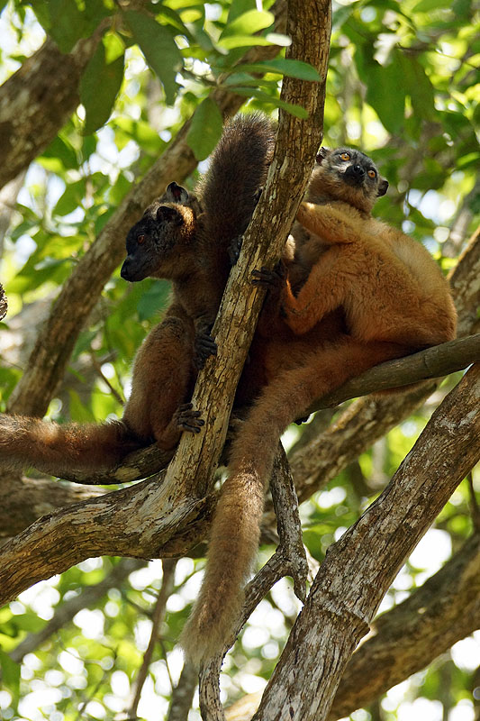 Mayotte - Relais Forestier à Combani