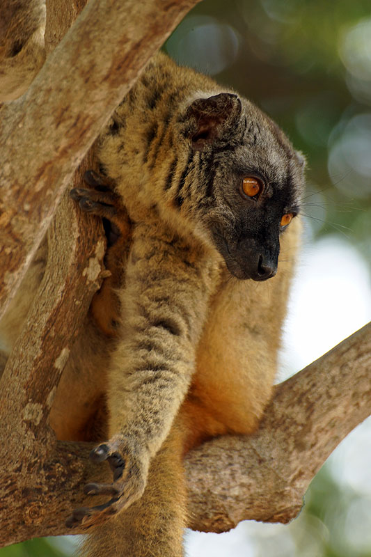 Mayotte - sud