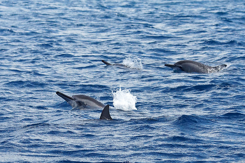 Mayotte - Safari dans le lagon