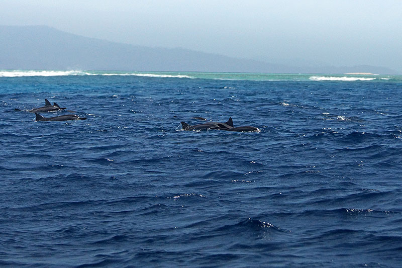 Mayotte - Safari dans le lagon