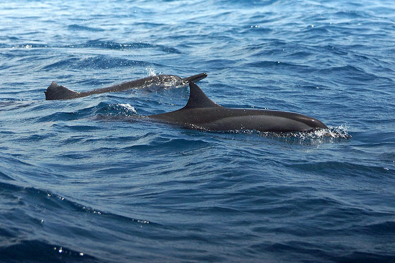 Mayotte - Safari dans le lagon