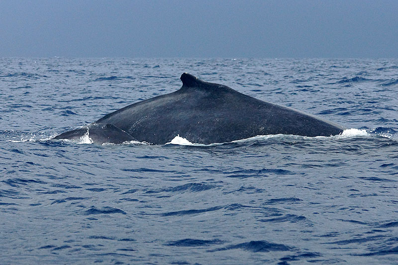 Mayotte - Safari dans le lagon
