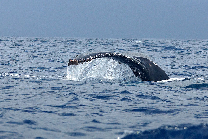 Mayotte - Safari dans le lagon