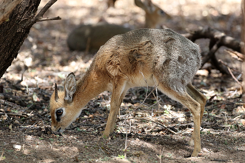 Photo dik-diks