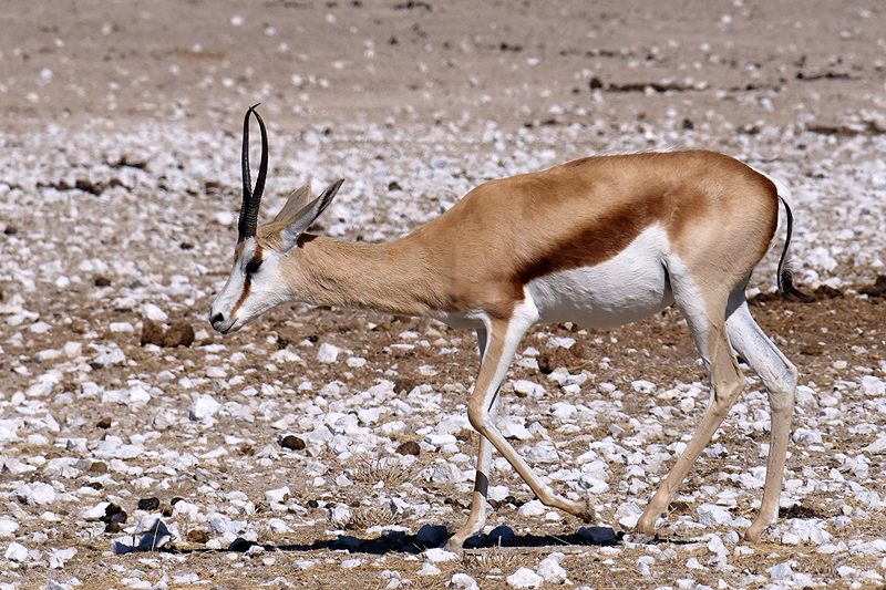 Photo springbok