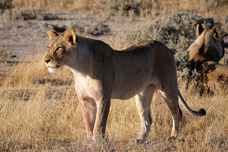 Photo lions