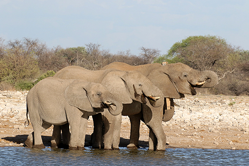 NAMIBIE - Environs de Namutoni