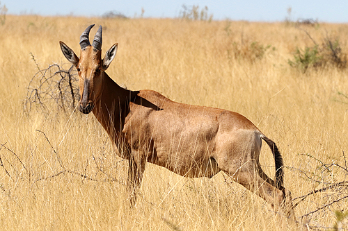NAMIBIE - Environs de Namutoni