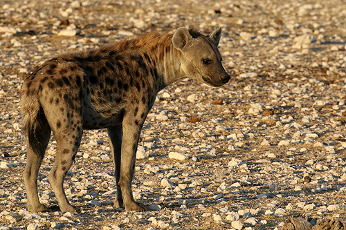 NAMIBIE - Environs d Okaukuejo