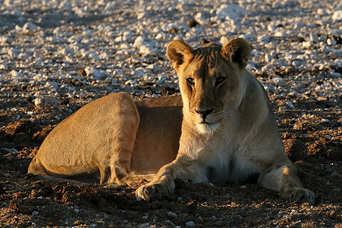 NAMIBIE - Environs d Okaukuejo