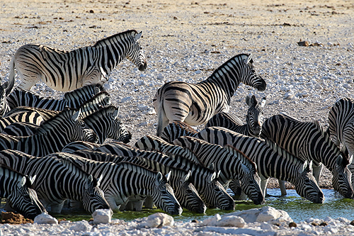 NAMIBIE - Environs d Okaukuejo