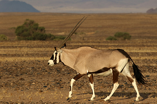 NAMIBIE - Sesriem