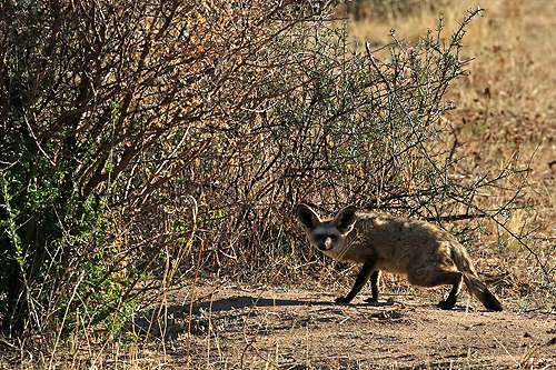 NAMIBIE - Gocheganas