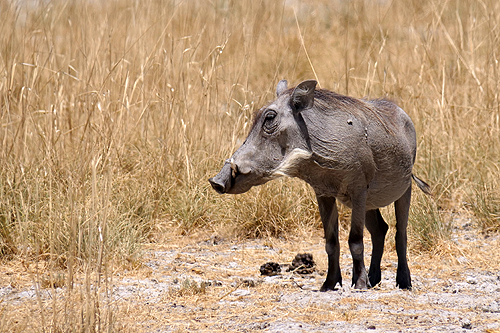 NAMIBIE - Environs de Namutoni