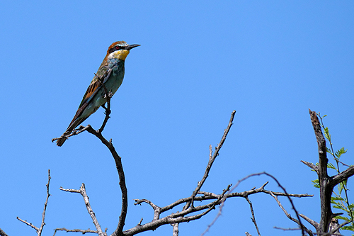 NAMIBIE - Environs de Namutoni