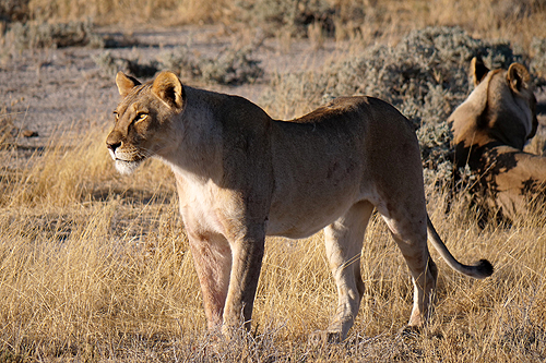 NAMIBIE - Environs d Okaukuejo