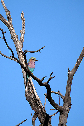 NAMIBIE - Gocheganas