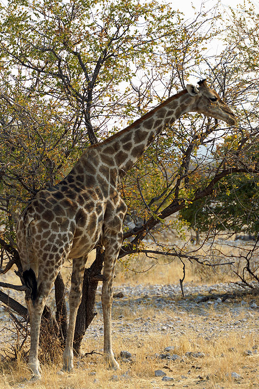 Etosha - Environs d Okaukuejo